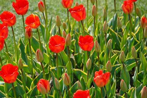 عکس گل های لاله قرمز و برگ های سبز از نمای نزدیک