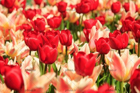 عکس گل های لاله قرمز و صورتی در کنار هم از نمای نزدیک