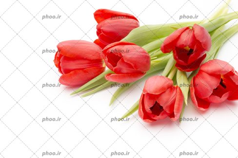 عکس گل های لاله قرمز با ساقه سبز در پس زمینه سفید