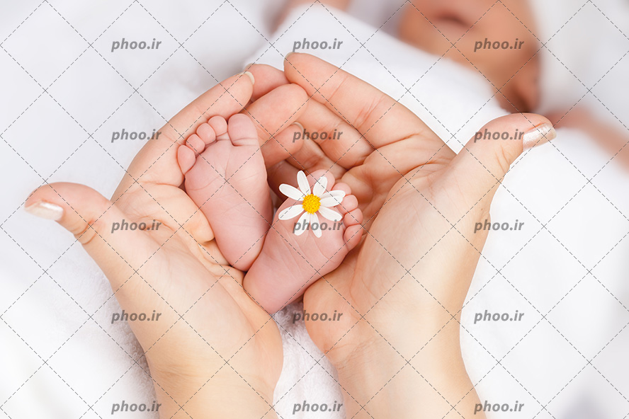 عکس با کیفیت پاهای کوچک نوزاد با یک گل در میان دست های مادر