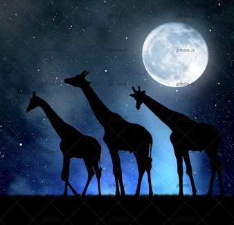 عکس تعدادی زرافه در شب در مقابل آسمان پر ستاره و ماه کامل
