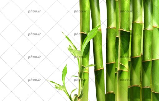 عکس تعدادی ساقه گیاه سبز رنگ با زمینه سفید