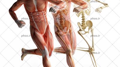 عکس آناتومی بدن انسان در حال دویدن در پس زمینه سفید