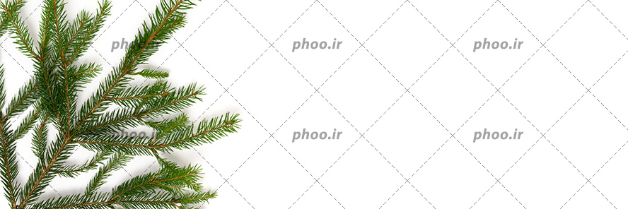 قاب عکس زیبا با پس زمینه سفید و شاخه کاج