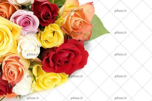 عکس زیبای گل های رنگارنگ با پس زمینه سفید