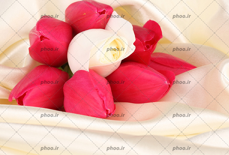 عکس دسته گلی از گل های غنچه صورتی و یک گل سفید درون یک پارچه ساتن سفید
