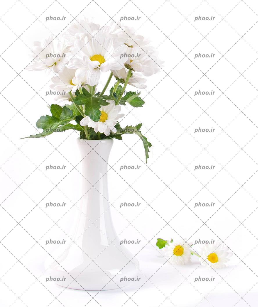 عکس گل های مینای سفید در یک گلدان سفید و دو شاخه گل روی زمین در پس زمینه سفید