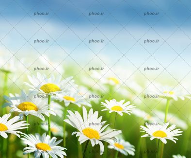 عکس گل های زیبای بابونه در طبیعت در برابر آسمان آبی