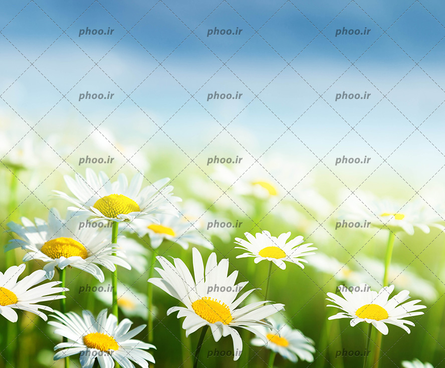 عکس گل های زیبای بابونه در طبیعت در برابر آسمان آبی