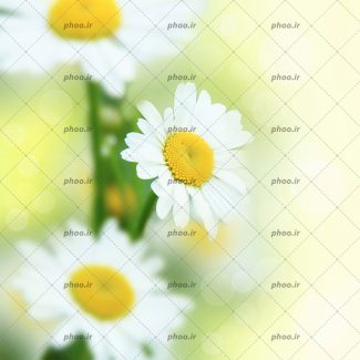 عکس گل های بابونه در پس زمینه محو از طبیعت