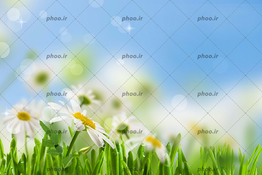 عکس گل بابونه در طبیعت در برابر آسمان آبی