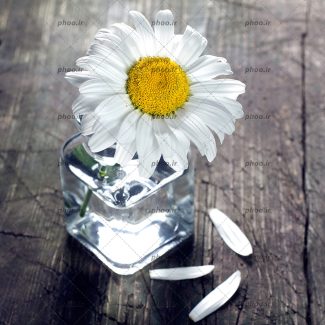 عکس گل بابونه در گلدان شیشه ای در پس زمینه چوبی