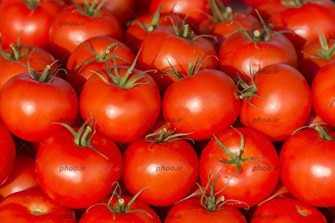 عکس با کیفیت گوجه های تازه و قرمز چیده شده روی هم از نمای نزدیک