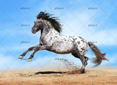 عکس اسب سفید و خاکستری درحال یورتمه رفتن و سم هایی رو به بالا با پس زمینه آسمان آبی