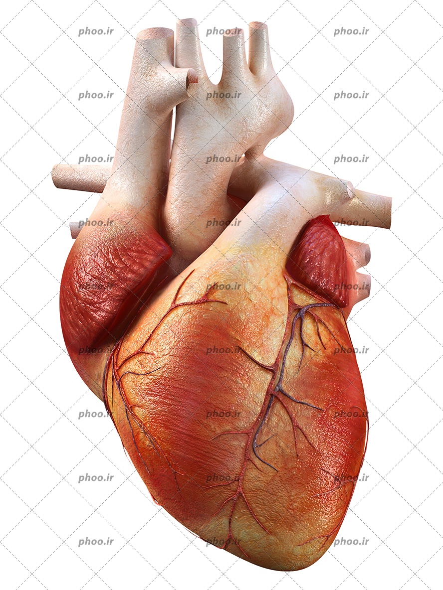 عکس با کیفیت قلب ساخته شده انسان با مشخص شدن دریچه ها و دهلیزها و رگ های آن