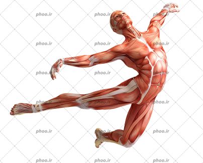 عکس آناتومی بدن انسان ورزشکار در پس زمینه سفید