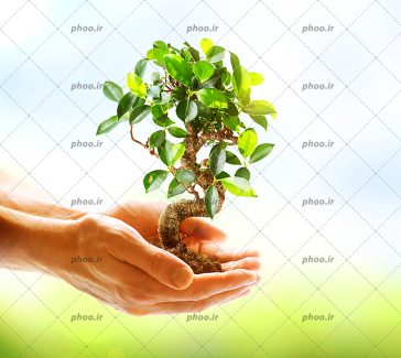 عکس دست انسان در حال نگه داشتن گیاه سبز روی پس زمینه طبیعت محیط زیست