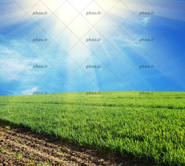 عکس زمین کشاورزی سر سبز در برابر آسمان آبی و نور خورشید