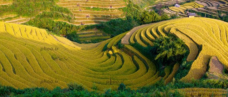 عکس مزارع سر سبز برنج در ارتفاعات کوهستانی
