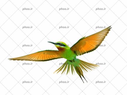 عکس با کیفیت پرنده زنبور خوار در حال پرواز