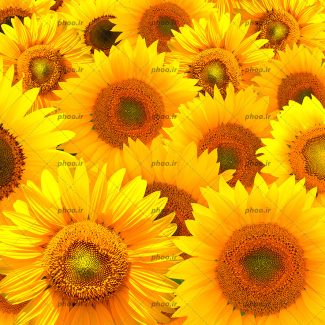 عکس گل های آفتاب گردان زیبا از نمای نزدیک