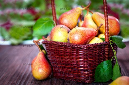عکس گلابی های تازه داخل سبد و روی زمین در پس زمینه باغ سر سبز