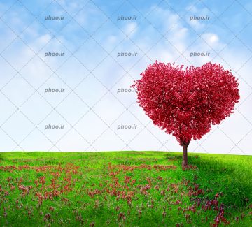 عکس با کیفیت تک درخت زیبای شکل قلب با شکوفه های صورتی