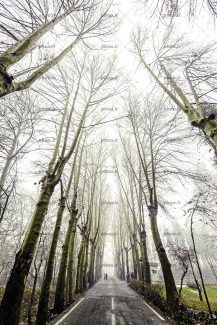 عکس با کیفیت جاده ای که از میان درخت های بلند خشک می گذرد