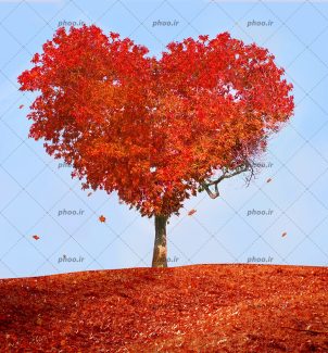 عکس با کیفیت درخت زیبای شکل قلب با برگ های پاییزی