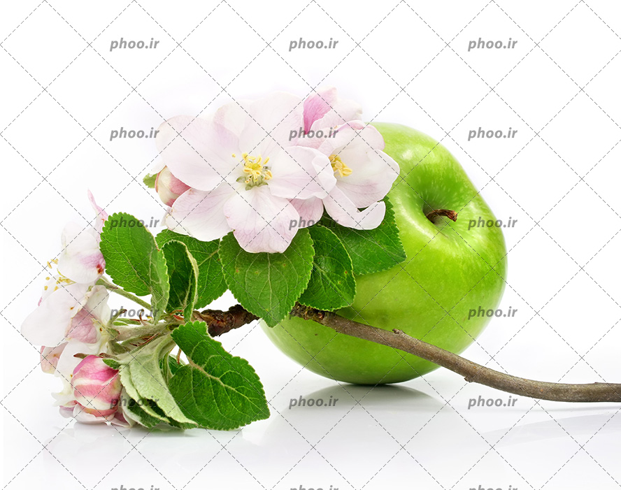 عکس زیبا شکوفه سیب سبز خوشمزه روی شاخه و برگ سبز