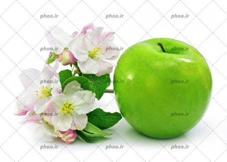 عکس زیبا شکوفه سیب سبز خوشمزه روی شاخه و برگ سبز