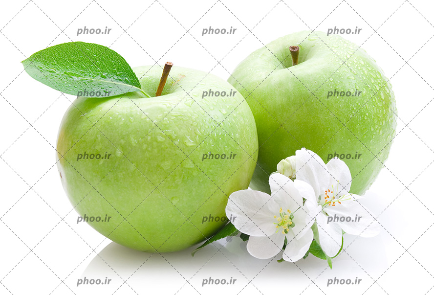 عکس زیبا شکوفه سیب سبز و برگ سبز
